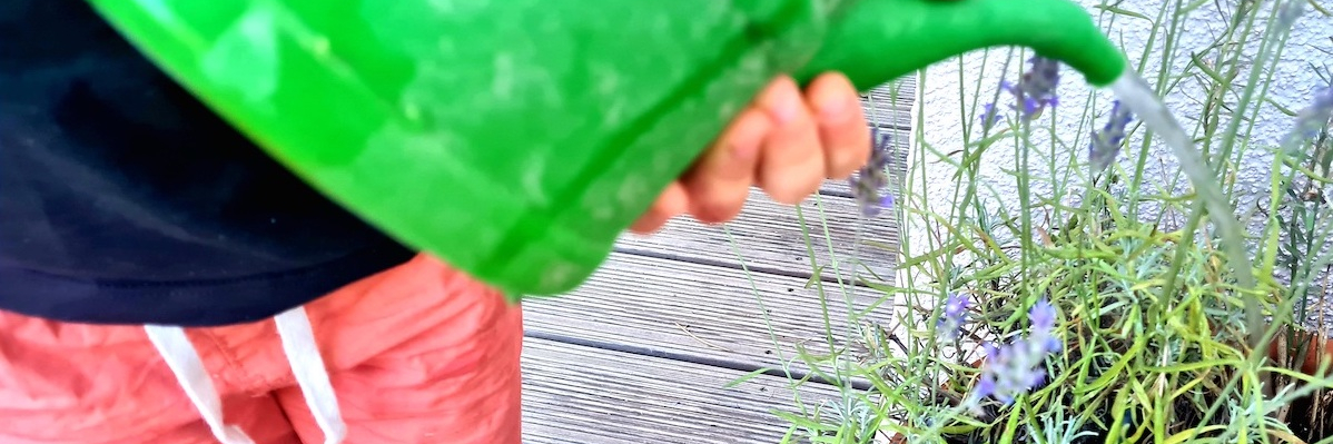 Kind gießt mit der Gießkanne Lavendel